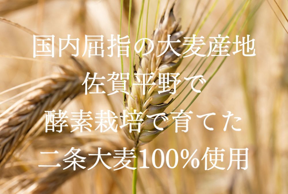 佐賀平野で酵素栽培によって育った二条大麦